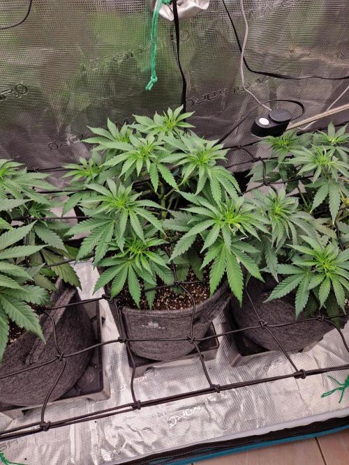 Dynamite Diesel. Week 5