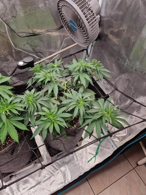 Dynamite Diesel. Week 5