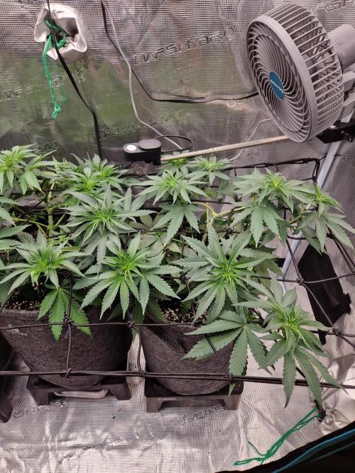 Dynamite Diesel. Week 5