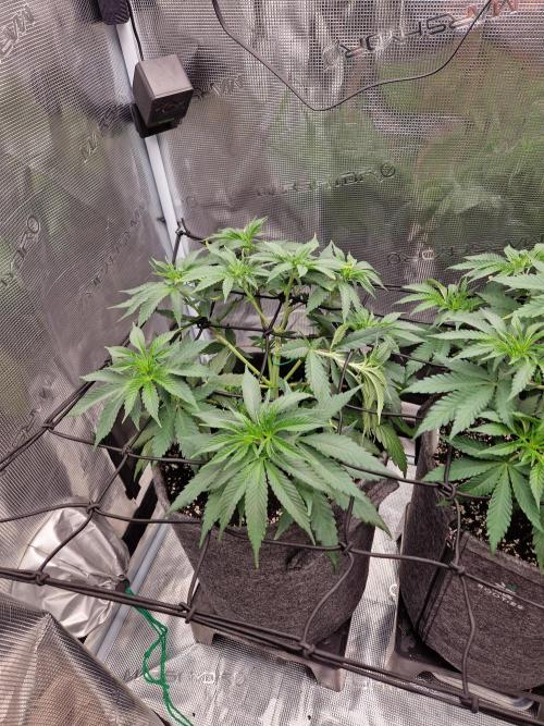 Dynamite Diesel. Week 5