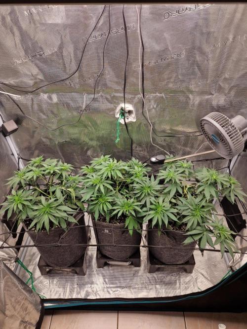 Dynamite Diesel. Week 5