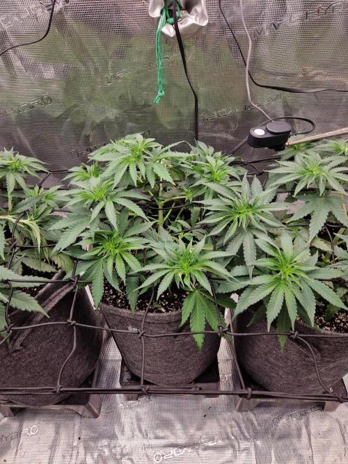 Dynamite Diesel. Week 5