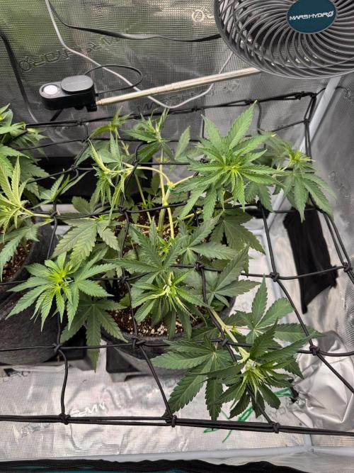 Dynamite Diesel. Week 5