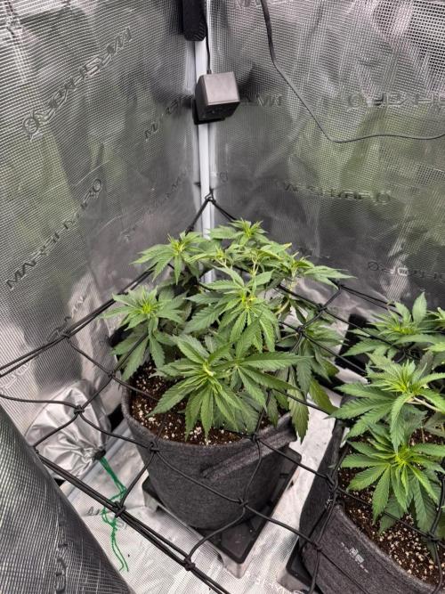 Dynamite Diesel. Week 5