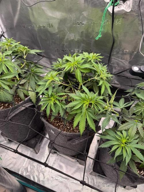 Dynamite Diesel. Week 5