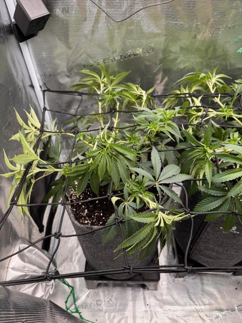 Dynamite Diesel. Week 6
