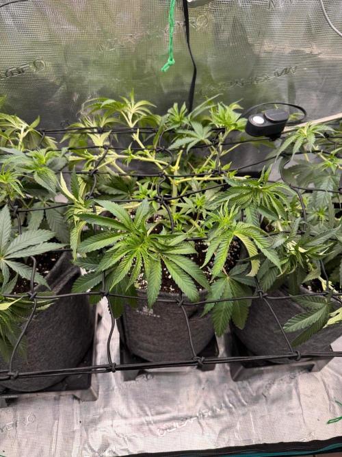 Dynamite Diesel. Week 6