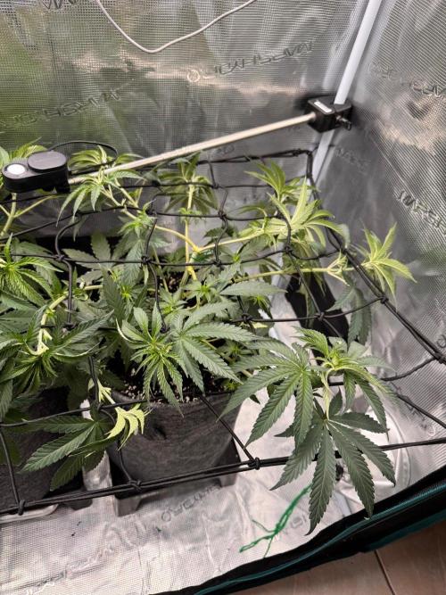 Dynamite Diesel. Week 6