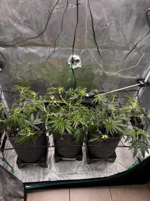 Dynamite Diesel. Week 6