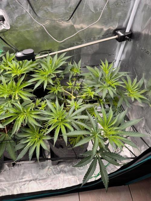 Dynamite Diesel. Week 6