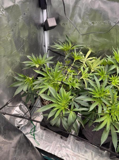 Dynamite Diesel. Week 6