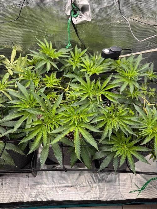 Dynamite Diesel. Week 6