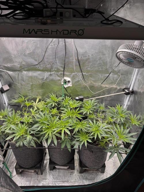 Dynamite Diesel. Week 6