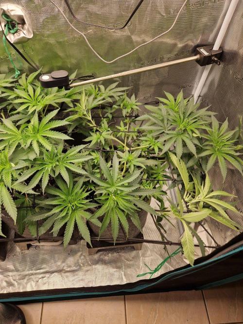 Dynamite Diesel. Week 6
