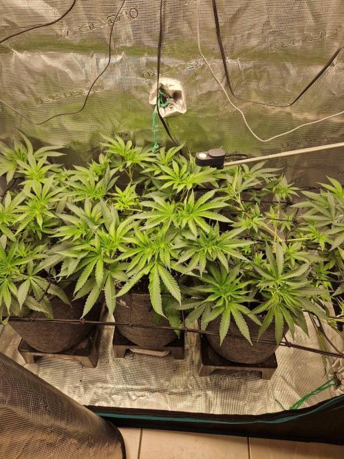 Dynamite Diesel. Week 6