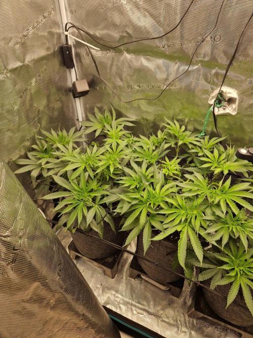 Dynamite Diesel. Week 6