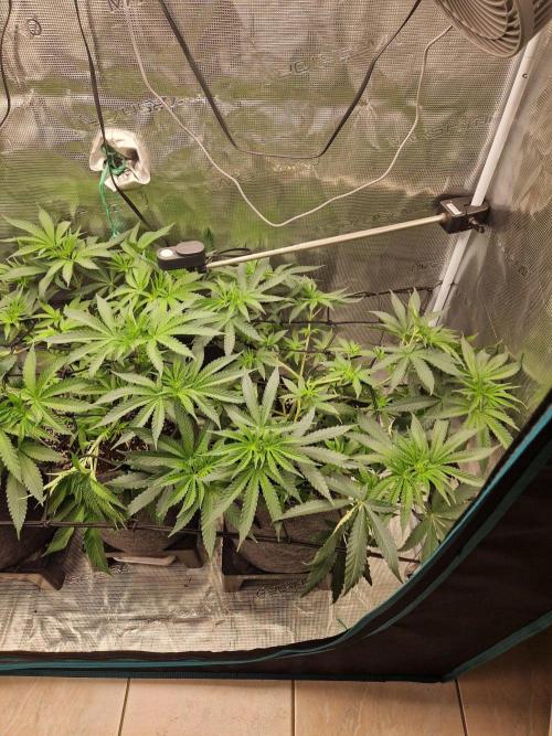 Dynamite Diesel. Week 6