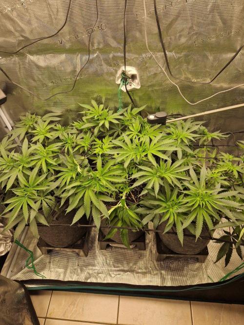 Dynamite Diesel. Week 6