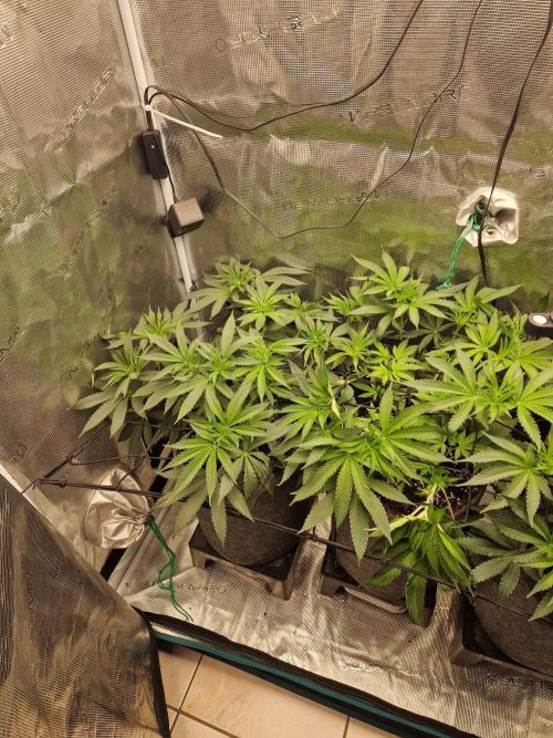 Dynamite Diesel. Week 6