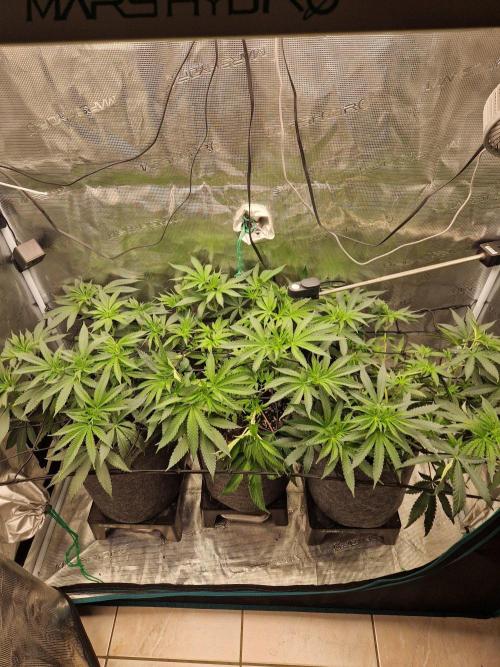 Dynamite Diesel. Week 6