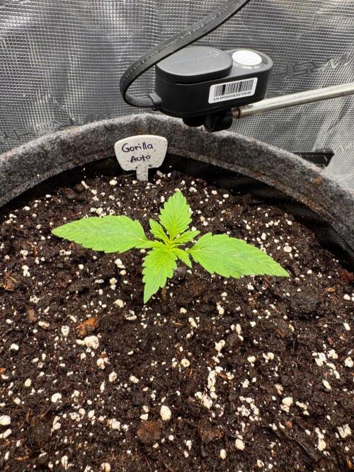 420 Gorilla. Week 2