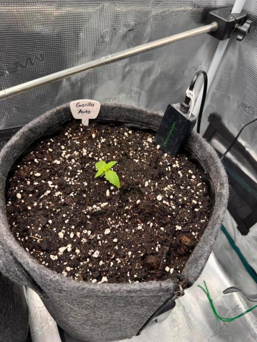 420 Gorilla. Week 2
