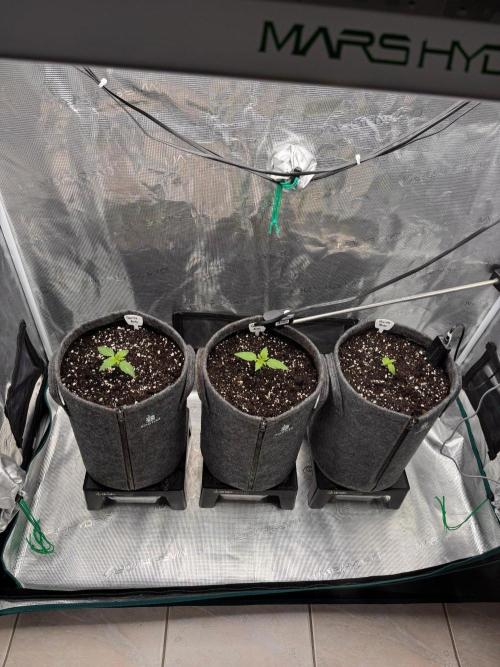 420 Gorilla. Week 2