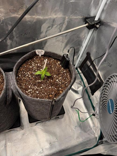 420 Gorilla. Week 2