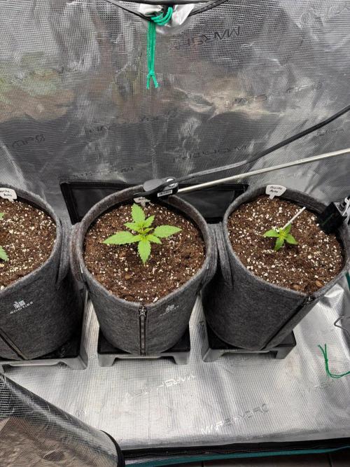 420 Gorilla. Week 2