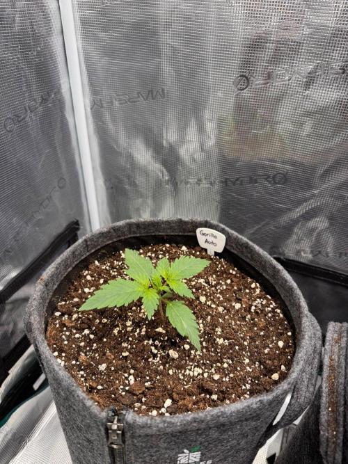420 Gorilla. Week 2