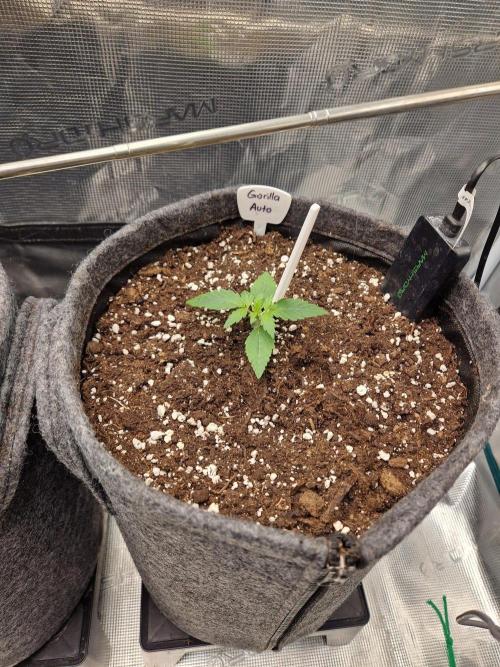 420 Gorilla. Week 2