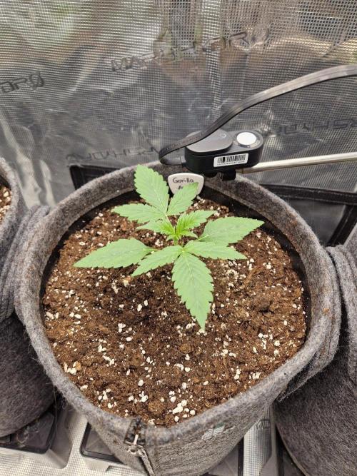 420 Gorilla. Week 2