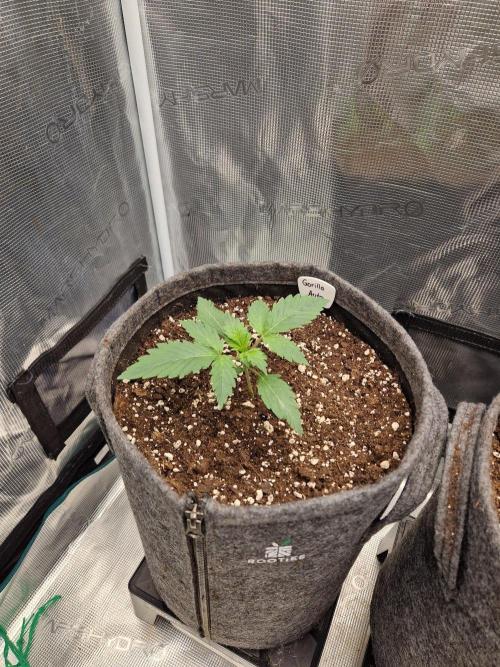 420 Gorilla. Week 2