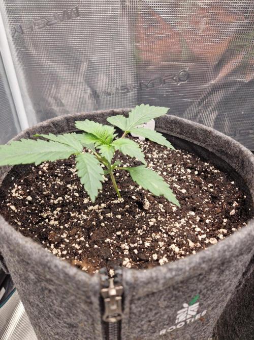 420 Gorilla. Week 2