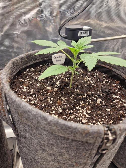 420 Gorilla. Week 2