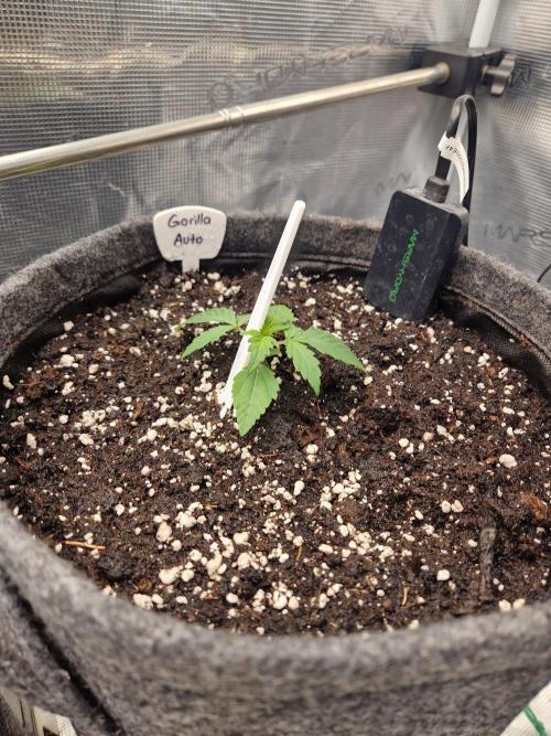 420 Gorilla. Week 2