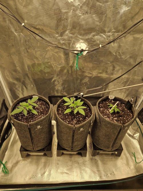420 Gorilla. Week 2