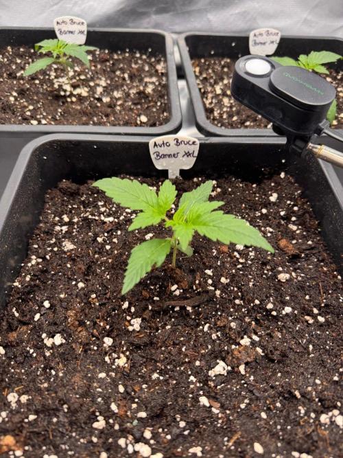 Bruce 420. Week 2
