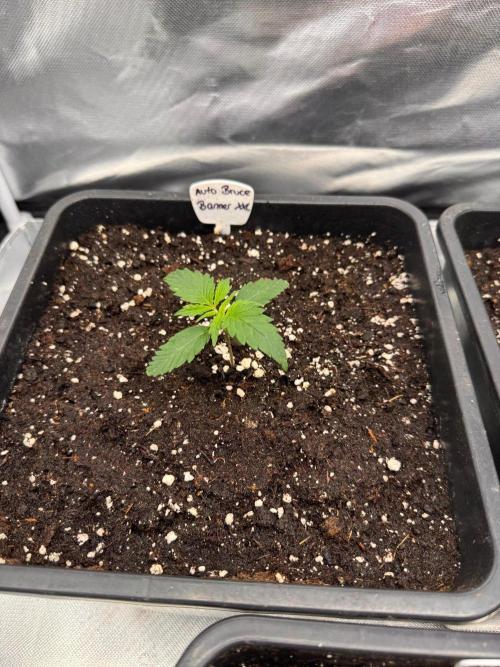Bruce 420. Week 2
