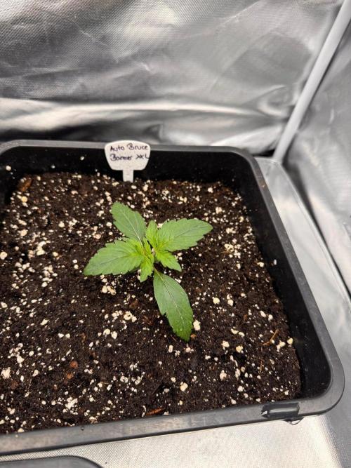 Bruce 420. Week 2