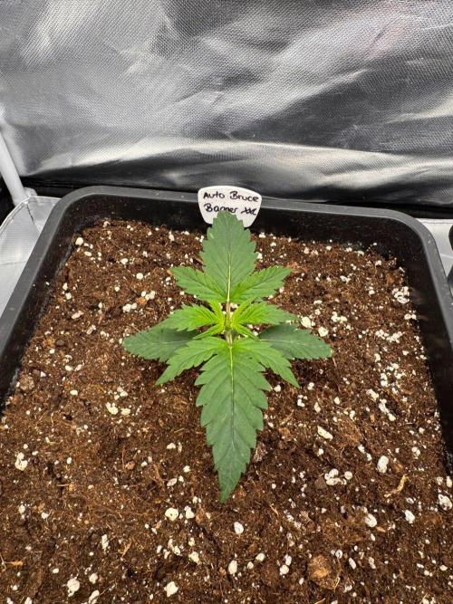 Bruce 420. Week 2