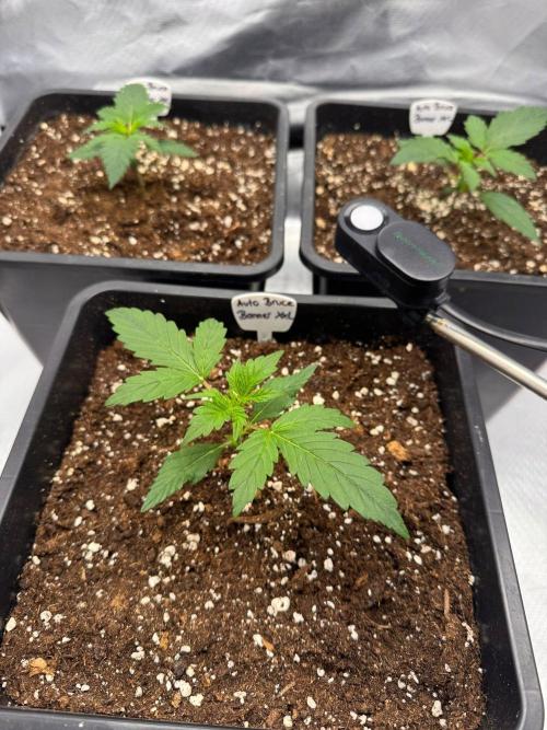 Bruce 420. Week 2