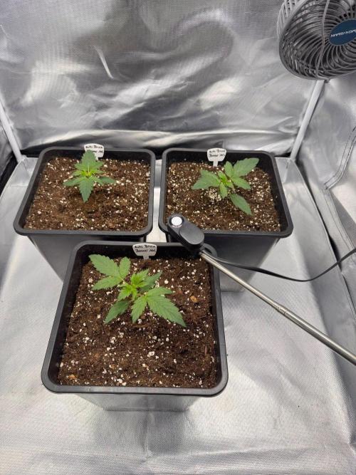 Bruce 420. Week 2