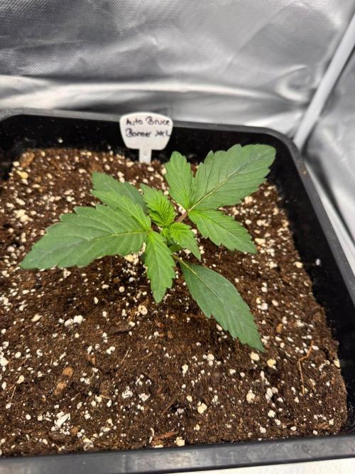 Bruce 420. Week 2