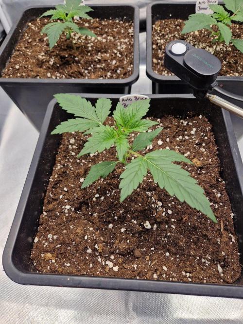 Bruce 420. Week 2
