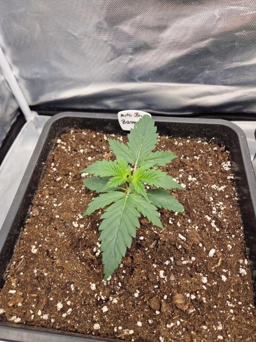 Bruce 420. Week 2