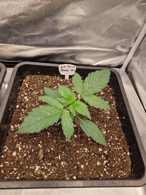 Bruce 420. Week 2