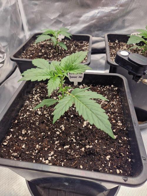 Bruce 420. Week 2