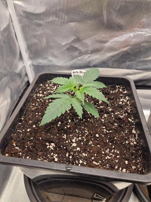 Bruce 420. Week 2