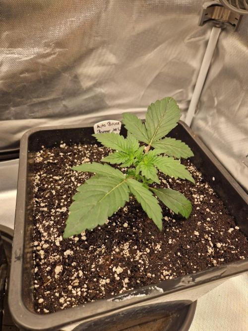 Bruce 420. Week 2